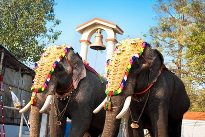 2 indian elephants wearing ceremonial head-dress